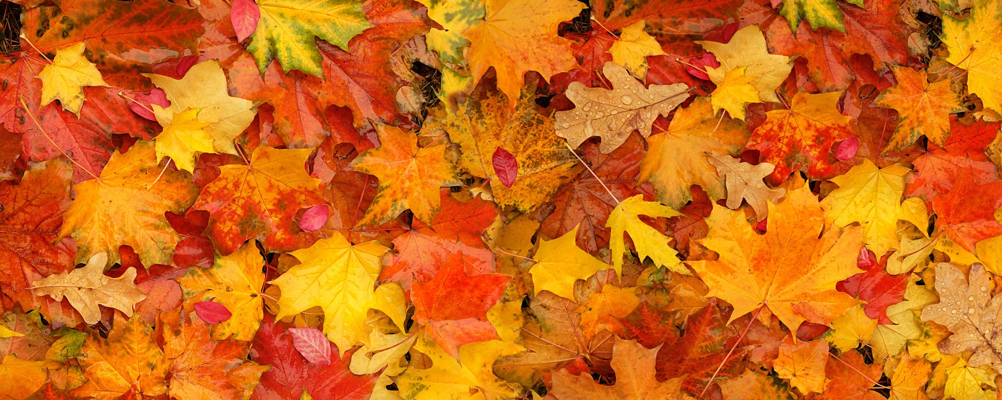 leaves